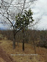 RG016 0503 Opuntia fuliginosa.jpg