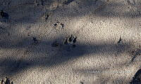 IE003 0079 Canis latrans (Huellas).jpg