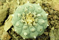 2881 Lophophora williamsii.jpg