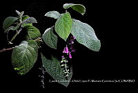 Zoqui 0177 Uroskinnera hirtiflora.jpg