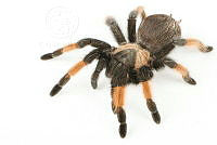 MASM07929 Brachypelma emilia.jpg