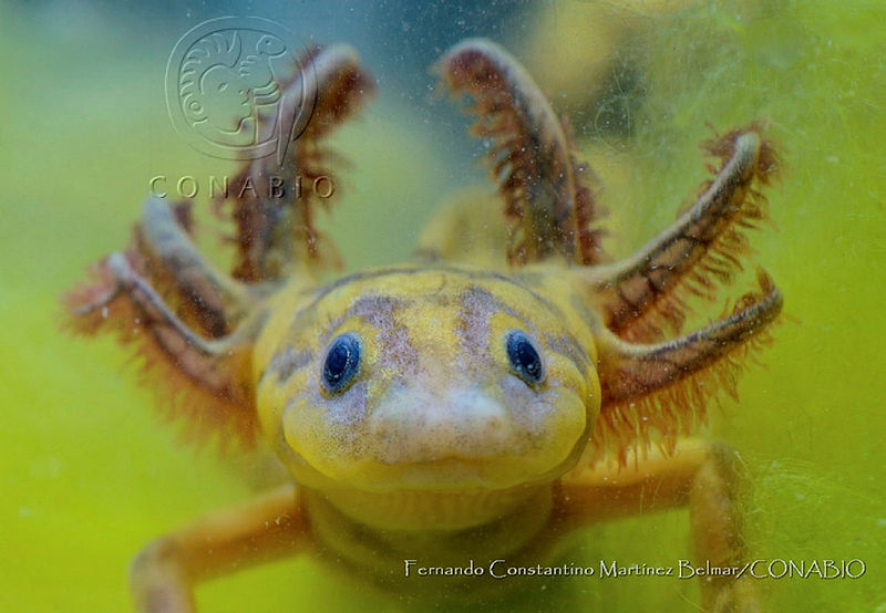 FCMB001%20Ambystoma%20taylori.jpg.jyeD87n6MUUhX 1jQA3g0JtbmFja29CbnFuZ3NAbXJ6LGtwZwA.WNrLS9WTTI