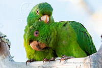 JRRO0530 Psittacara holochlorus.jpg
