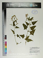 JAdNV0514 Ageratina areolaris.JPG