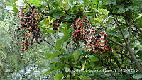 LCF0237 Erythrina flabelliformis.jpg