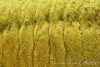 LV0009 Ambystoma lermaense.jpg