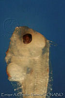 EAGN0176 Scomber japonicus.jpg