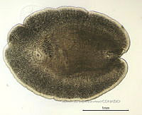 NE002 0184 Glossocercus auritus.jpg