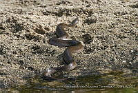 CNS1333 Thamnophis valida.jpg