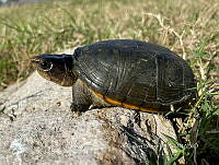 TB 002 Kinosternon vogti.jpg