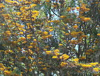 CGL1129 Grevillea robusta.jpg