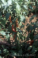 DK2107 Capsicum annuum.jpg