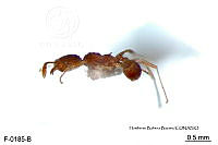 ME006 Hormi 0334 Pheidole flavens.jpg