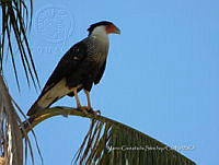 MCS IM0148 Caracara plancus.jpg