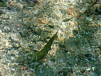 CGL4778 Oncorhynchus mykiss.jpg