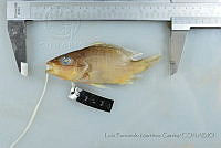 LFMG190 Lutjanus argentiventris.jpg