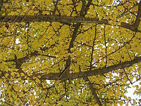 CGL1114 Ginkgo biloba.jpg