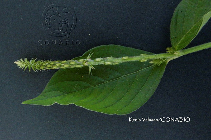 ME010%20KV%2002225%20Achyranthes%20aspera%20L.%2C%201753.JPG.nyeO6o 8MReVW21jQA3g0JtbmFja29CbnFuZ3NAbXJ6LGtwZwA.b5eDLcROnu