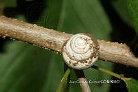JCC0450 Helicinidae.JPG
