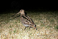 MGaves 776 Gallinago delicata.jpg