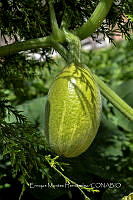 EMH 001 Cucurbita ficifolia.jpg