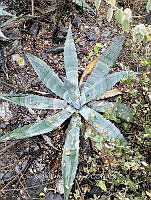 RG016 1072 Agave rhodacantha.jpg