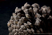 MASM03355 Pinus montezumae.jpg