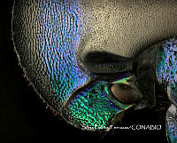 MN6PG0287 Phanaeus difformis.jpg