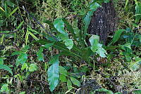 Zongo 0016 Campyloneurum sp..jpg