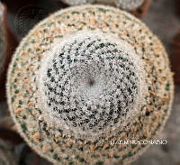 3R 01016 Epithelantha.tif