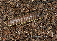 JBV042 Polydesmida.JPG