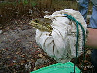 SFLR001 Basiliscus vittatus.jpg