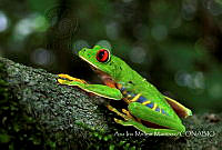 AIMM001 Agalychnis callidryas.jpg