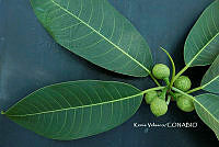 ME010 KV 00973 Ficus insipida Willd., 1806.JPG
