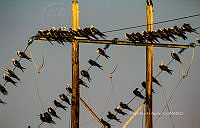 FBA0987 Hirundo rustica.jpg