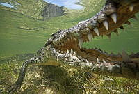 CCK0353 Crocodylus acutus.jpg