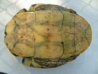 NE017 354 Trachemys venusta.jpg