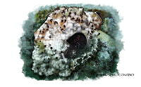 NE018 1114 Oceanapia bartschi.jpg