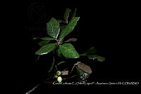 Atleq 0292 Quercus oleoides.jpg