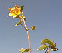JJBC0494 Sida abutifolia.JPG