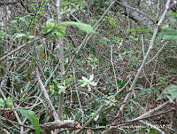 MEGA 0871 Stemmadenia tomentosa.JPG