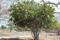 MRG-2018-847 Morisonia americana (MRG-6mar18-a).JPG