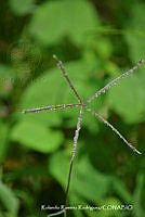 RRR0324 Cynodon dactylon.jpg