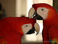 CGL3523 Ara macao.jpg