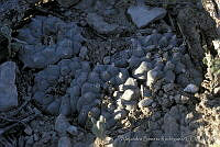 AB0223 Lophophora williamsii.jpg