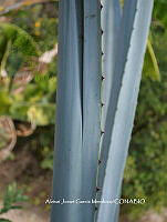 AJGM0008 Agave americana var. oaxacensis.JPG