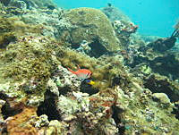 CGG0785 Myripristis jacobus.JPG