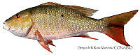SRM0023 Lutjanus analis.jpg