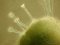 GPHA0120 Myrothecium setiramosum.jpg