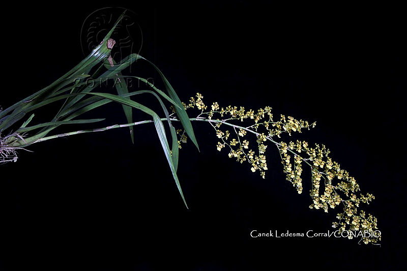 Zongo%200999%20Oncidium%20sphacelatum%20Lindl..jpg.nSi6xI 0MSGjlUVjQA3g0JtbmFja29CbnFuZ3NAbXJ6LGtwZwA.UG0182jV8T